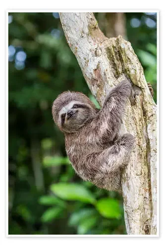 A captive pet brown-throated sloth (Bradypus variegatus), San Francisco Village, Loreto, Peru, South de Michael Nolan Robert Harding