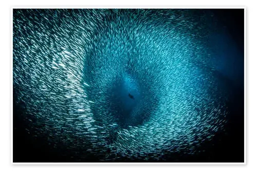 A Cormorant dives into a sea of baitfish, Southern California. de Brook Peterson Stocktrek Images