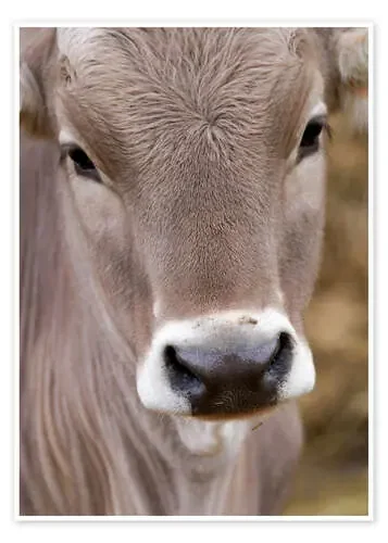 A Cow de Walter Quirtmair