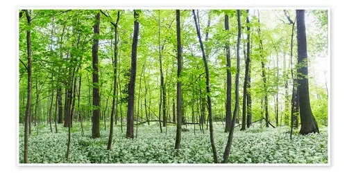 A forest in springtime with wild garlic de Benjamin Butschell