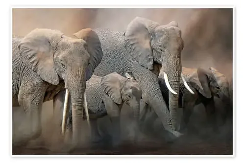 A group of elephants de Peter Roder