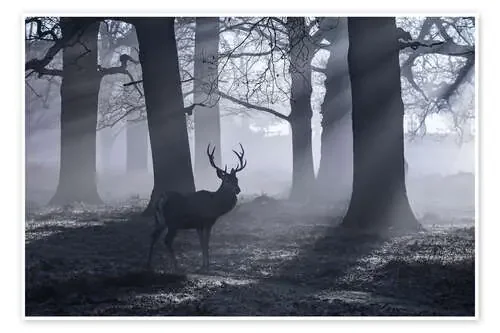 A male red deer stag waits in the early morning mists of Richmond park, London. de Alex Saberi
