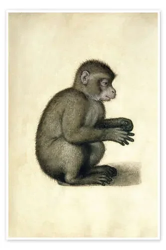 A Monkey de Albrecht Dürer Bridgeman Images