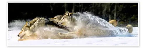 A pack of grey wolves in deep snow de John Hyde Design Pics