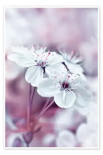 A purple spring de Atteloi
