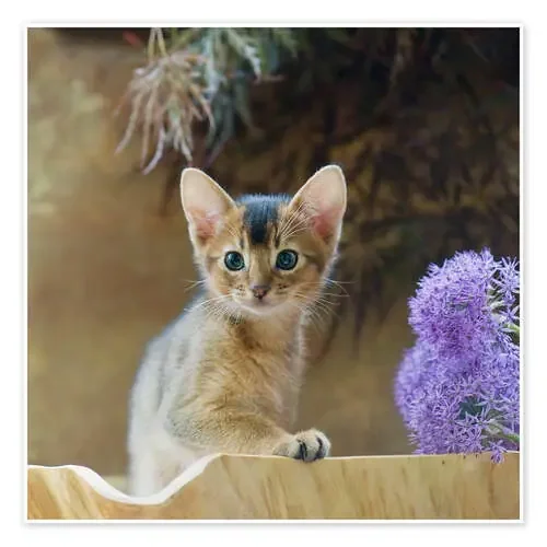 Abyssinian kitten 10 de Heidi Bollich