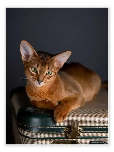 Abyssinian Kitten de Nailia Schwarz
