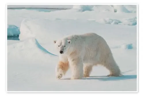 Adult Male Polar Bear de Michael Nolan Robert Harding