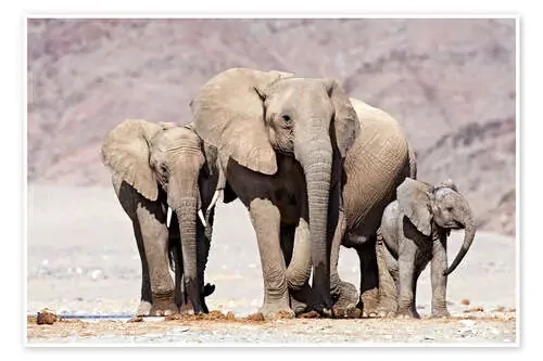 African elephants de Tony Camacho Science Photo Library