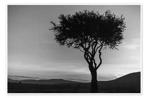 African tree in Kenya Editors Choice