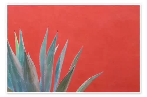 Agave frente a muro rojo. de Don Paulson Danita Delimont