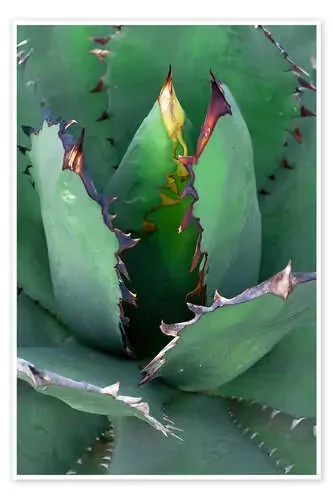 Agave II Editors Choice
