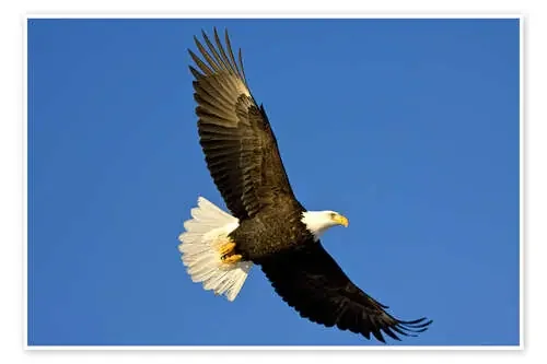 Águila calva en vuelo de David Northcott Danita Delimont