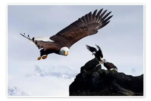 Águila calva en vuelo de John Hyde Design Pics