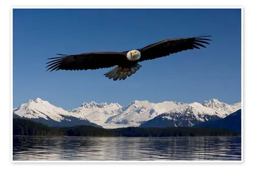 Águila calva sobrevolando el lago de John Hyde Design Pics