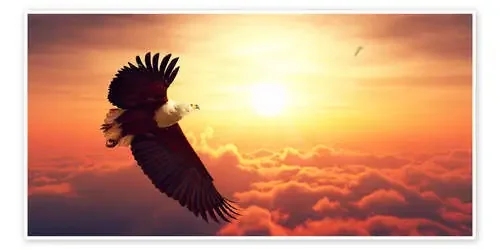 Águila pescadora sobre las nubes de Johan Swanepoel