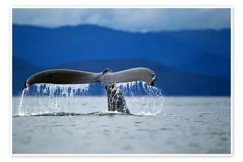 Aleta de una ballena jorobada de Paul Souders Danita Delimont