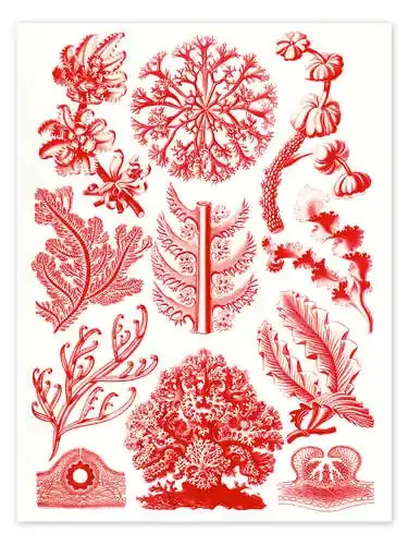 Algas rojas, Florideae (Obras de arte de la naturaleza, 1899) de Ernst Haeckel Master Collection