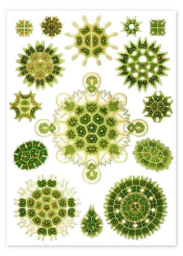 Algas verdes, Melethallia (Obras de arte de la naturaleza, 1899) de Ernst Haeckel Master Collection
