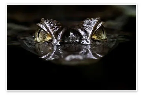 alligator de WildlifePhotography