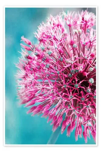 Allium in Pink de INA FineArt