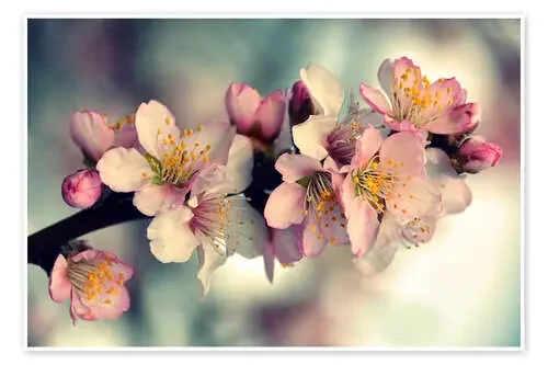 Almond blossom branch de GUGIGEI