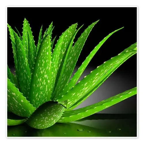 Aloe Vera Editors Choice