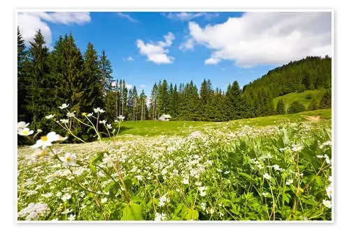 Alpine Meadows de Jan Schuler