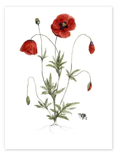 Amapola de German School Bridgeman Images