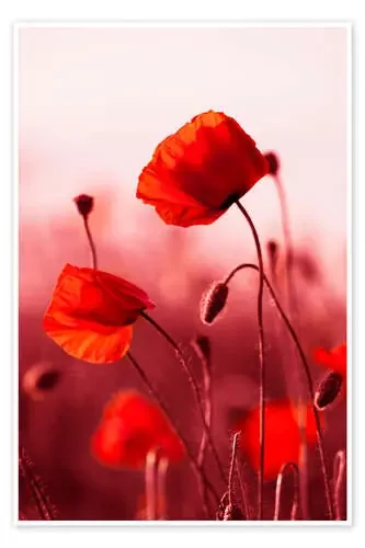 Amapolas al atardecer Editors Choice