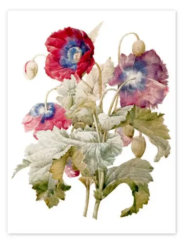 Amapolas de Pierre Joseph Redouté Master Collection