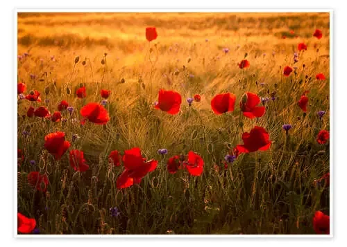 Amapolas de Steffen Gierok