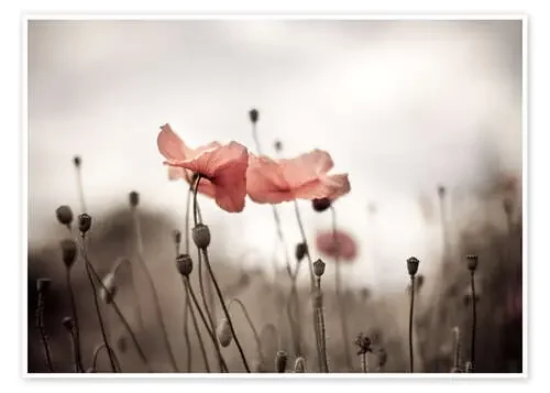 Amapolas I de Nailia Schwarz