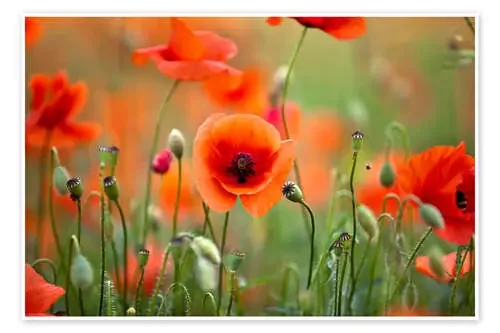 Amapolas II de Nailia Schwarz