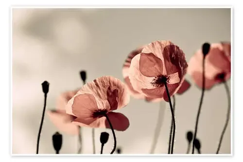 Amapolas rojas de Nailia Schwarz