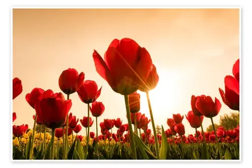 Amapolas rojas Editors Choice