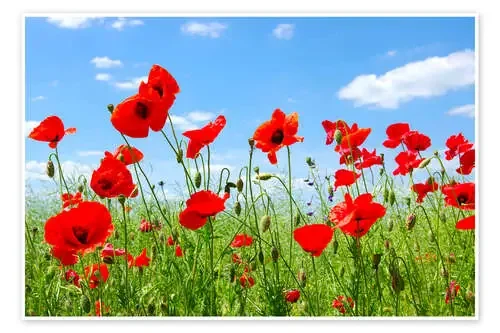 Amapolas rojas en el campo verde Editors Choice