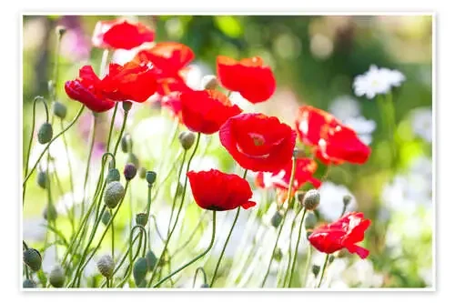 Amapolas rojas en un día soleado Editors Choice