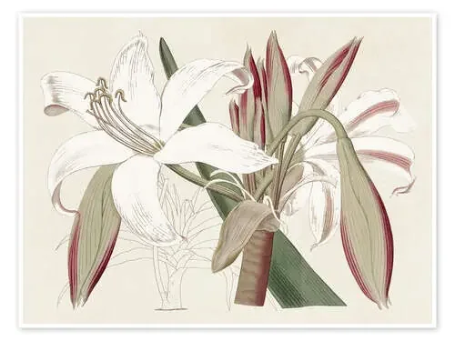 Amaryllis Varietals II de Ridgeway World Art Group