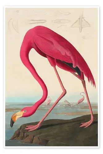 American flamingo – The Birds of America de John James Audubon Master Collection