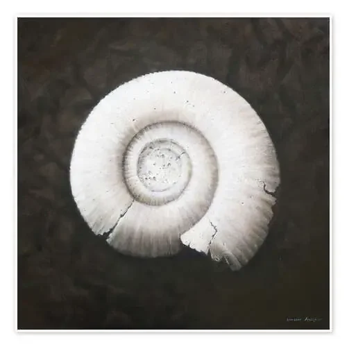 Amononite, 2012 de Lincoln Seligman Bridgeman Images