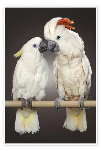 Amor de la cacatúa de Greg Cuddiford MGL Licensing
