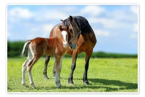 Amor maternal Editors Choice