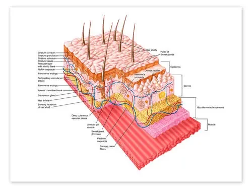 Anatomy of the human skin Stocktrek Images