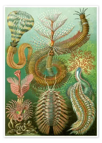 Anélidos, Chaetopoda (Obras de arte de la naturaleza, 1899) de Ernst Haeckel Master Collection
