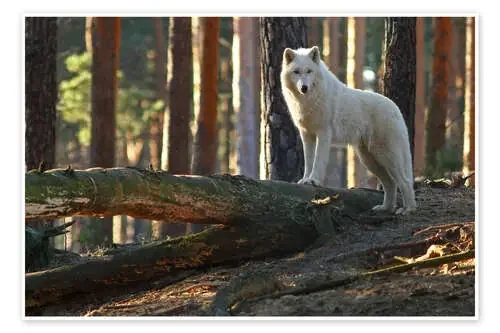 Animals Wolf de WildlifePhotography