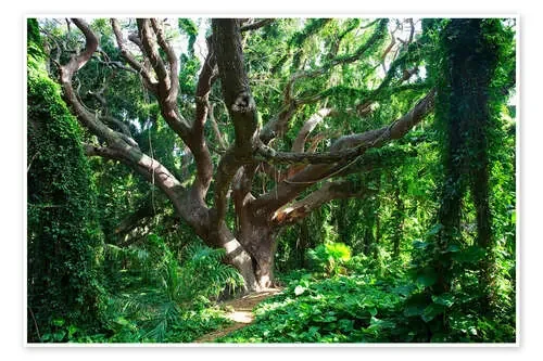 Árbol de hueso en la selva de Jenna Szerlag Design Pics