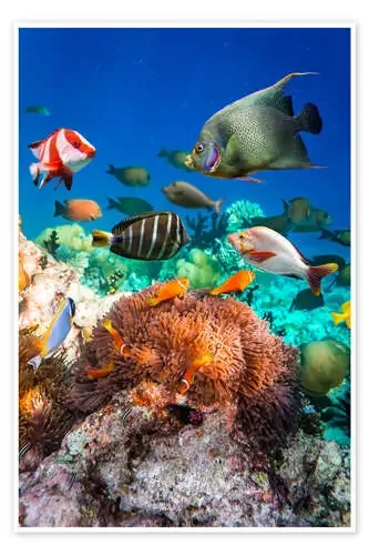 Arrecife de coral en las Maldivas Editors Choice