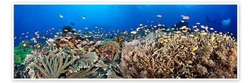 Arrecife de coral frente a Bali de Dave Fleetham Design Pics