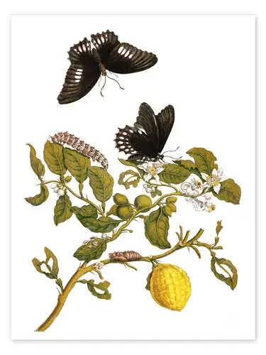 arrow knight de Maria Sibylla Merian Master Collection